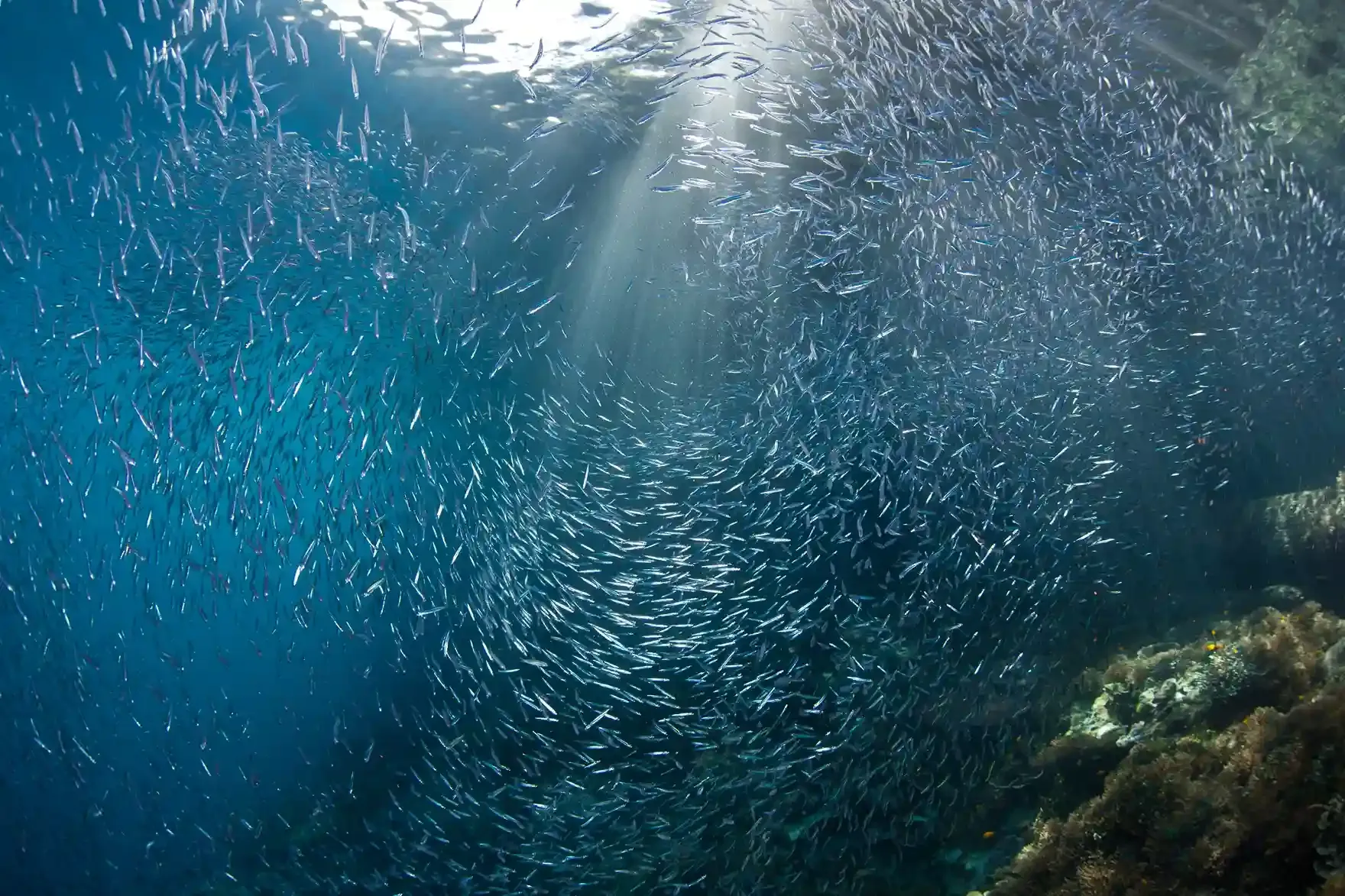 Schooling fish on the wall at Batu Bolong, Komodo National Park