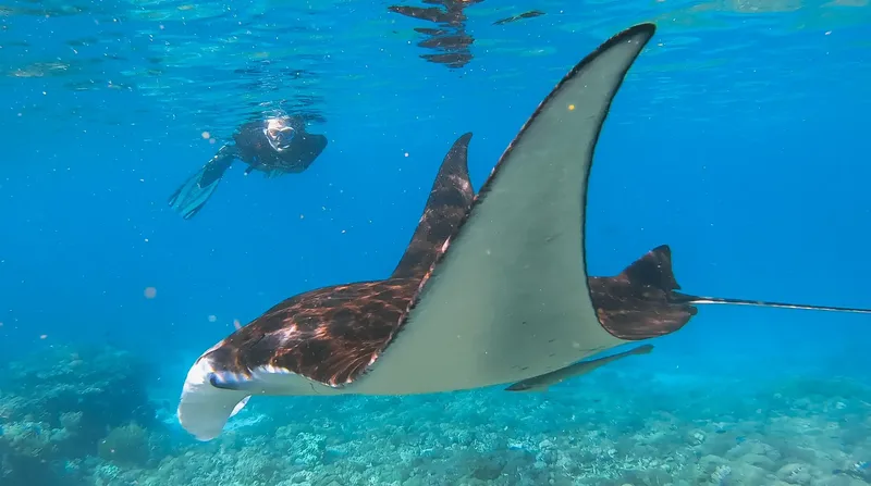 A manta ray and a snorkeller in Komodo National Park