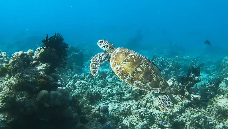 A dive in Komodo National Park