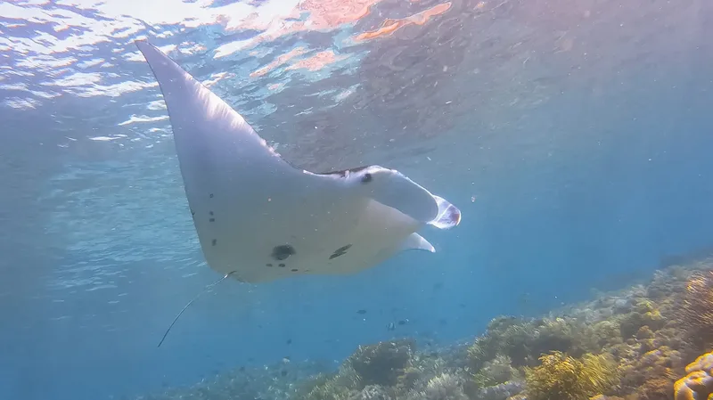 A manta ray close to the surface in Komodo National Park