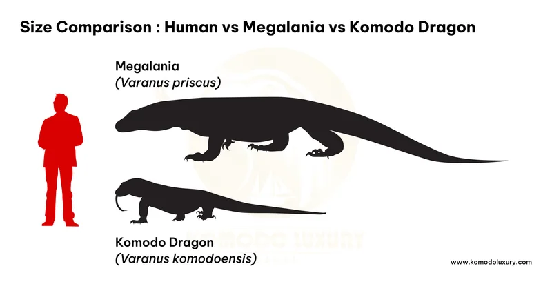 A Komodo dragon on Komodo Island