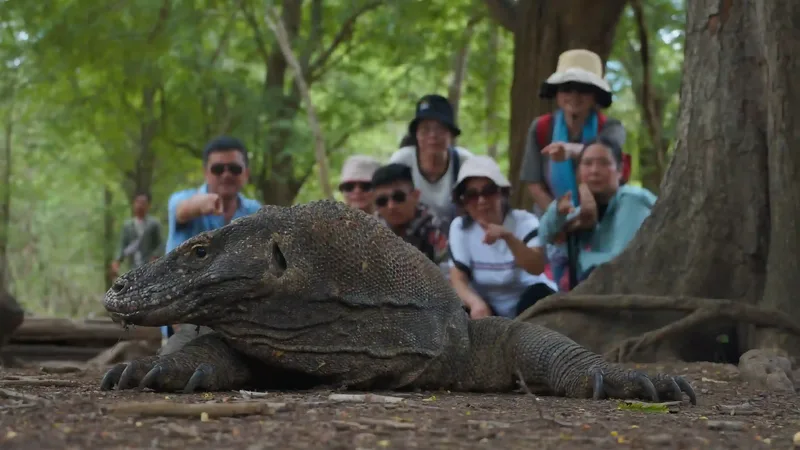 The hills of Rinca Island, Komodo National Park