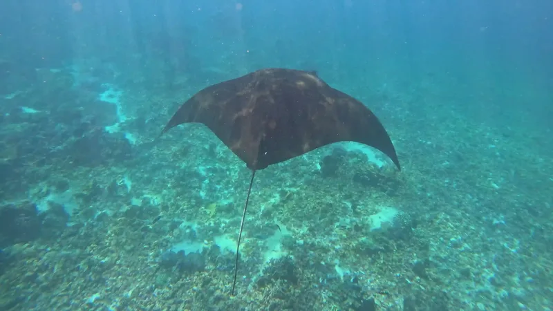 A manta ray at Manta Point, Komodo National Park