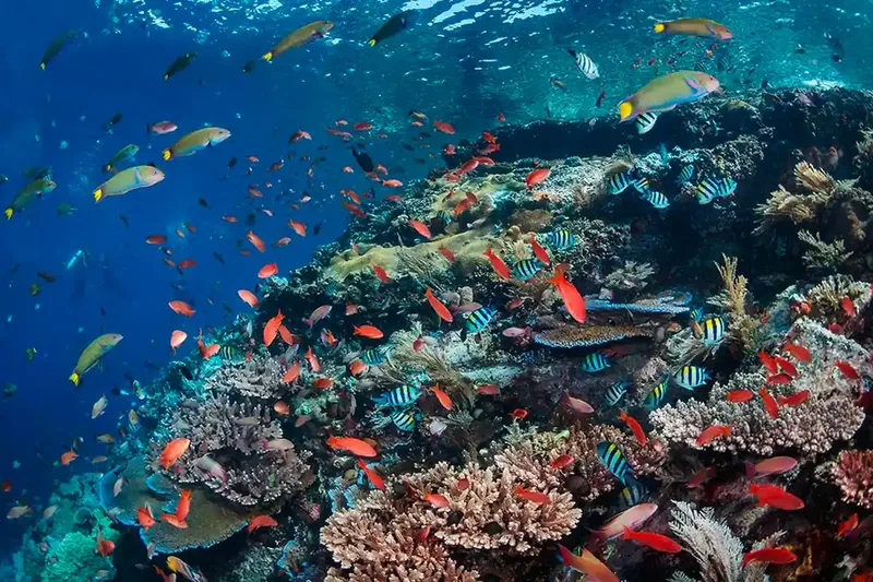 The reef at Batu Bolong, Komodo National Park