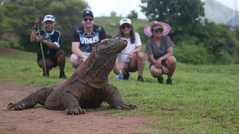 A Komodo dragon on open ground with a ranger-guided group behind, Komodo National Park