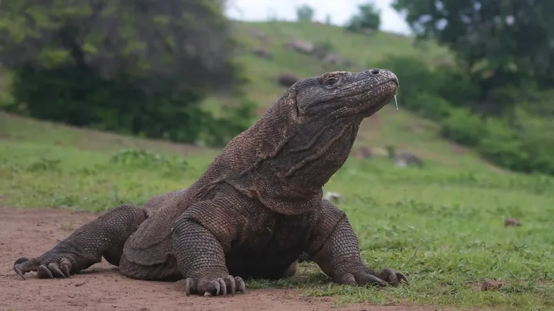A ranger-guided dragon walk in Komodo National Park