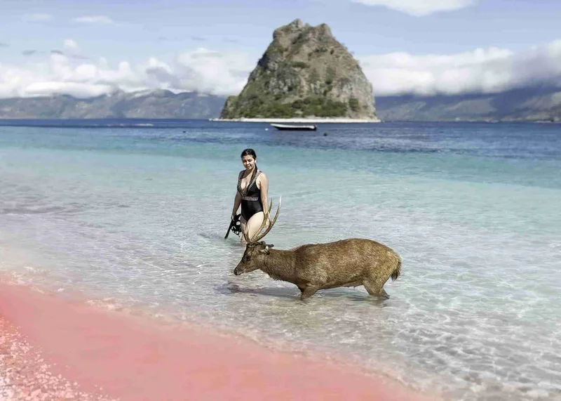 A Komodo dragon at the water's edge on pink sand, Komodo National Park