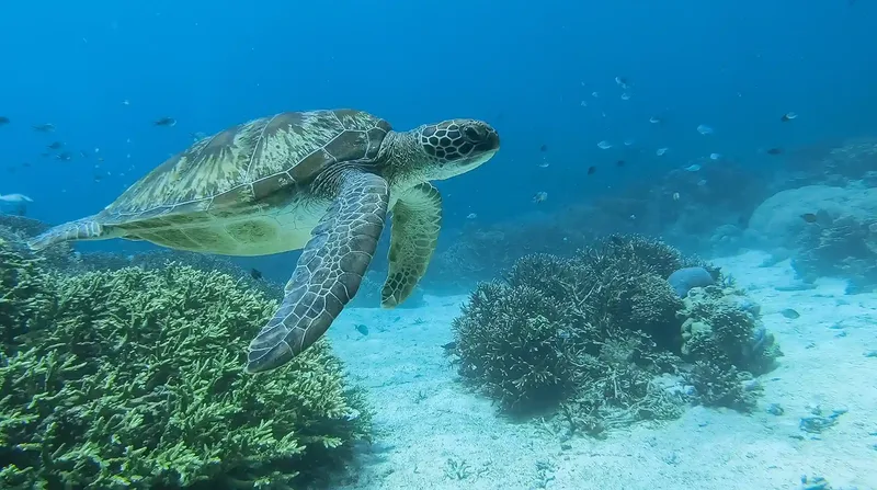 A green turtle over coral in Komodo National Park