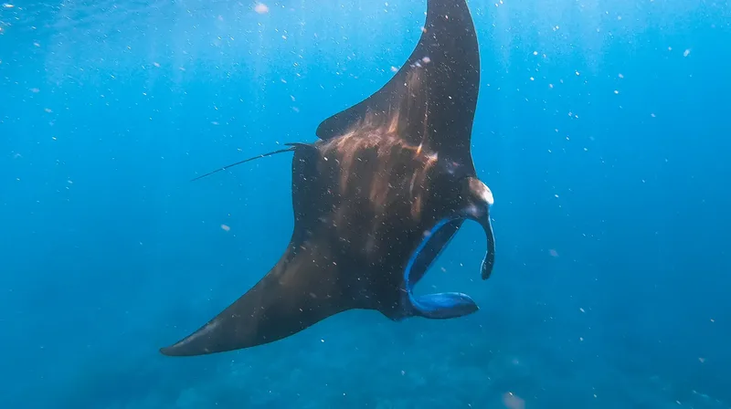 A diver filming a manta ray in Komodo National Park