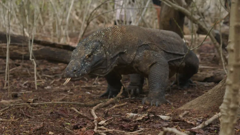 A Komodo dragon on dry ground, Komodo National Park