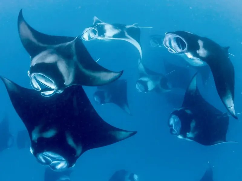 Several manta rays over the reef at Manta Point, Komodo National Park