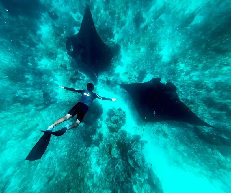 A snorkeller alongside two manta rays at Manta Point