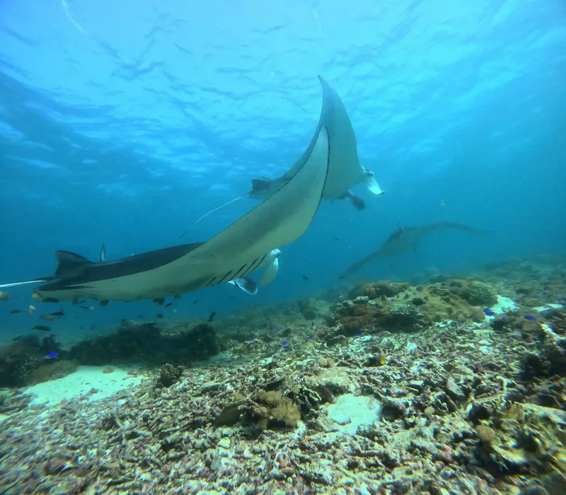 A manta ray in Komodo National Park