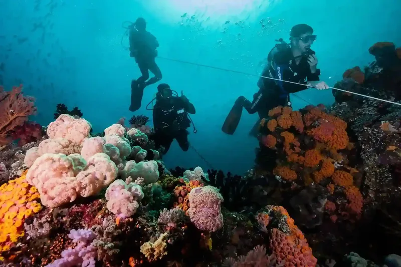 A turtle on a Komodo National Park reef